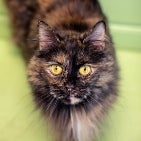 Sassy, <br> Clinic Cat